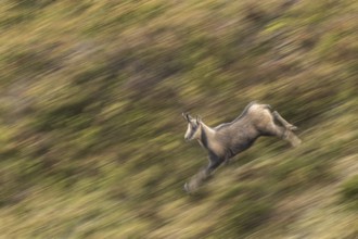 Chamois (Rupicapra rupicapra), walking through mountain range, Ancares, Castilla Leon, Spain