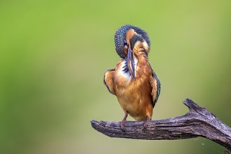 Common Kingfisher (Alcedo atthis) preening, perched on a branch, Saxony-Anhalt, Germany