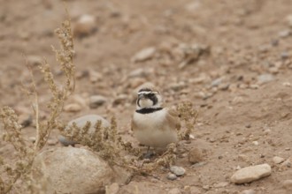 Temminck's Lark (Eremophila bilopha), Morocco