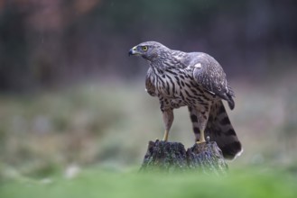 Northern Goshawk (Accipiter gentilis) juvenile, Netherlands
