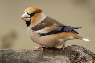 Hawfinch (Coccothraustes coccothraustes), male perched, Castile and Leon, Spain