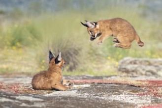 Caracal (Caracal caracal) two cubs jumping and playing, Castile-La Mancha, Spain