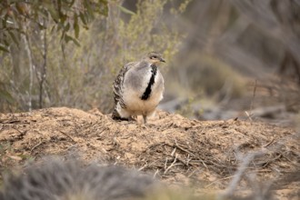 Malleefowl (Leipoa ocellata), Victoria, Australia