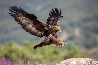 Golden Eagle (Aquila chrysaetos) landing, Madrid, Spain
