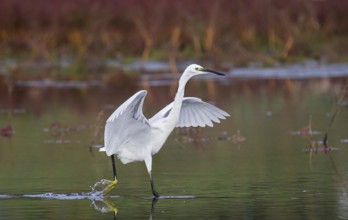 Little Egret (Egretta garzetta) foraging, running with spread wings through shallow water, Croatia