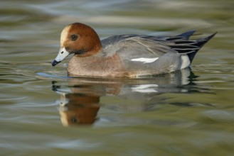 Eurasian Wigeon (Mareca penelope) male, Arizona, USA