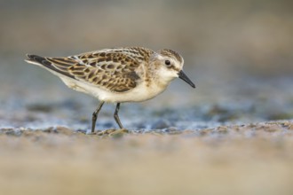 Little Stint (Calidris minuta) foraging, Poland