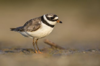 Common Ringed Plover (Charadrius hiaticula) foraging, Poland