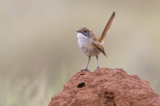 Striated Grasswren (Amytornis striatus rowleyi), Queensland, Australia