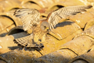 Lesser Kestrel (Falco naumanni) male on a roof, Castile-La Mancha, Spain