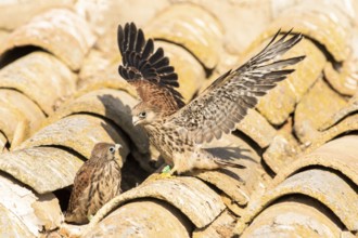 Lesser Kestrel (Falco naumanni) juveniles on a roof, Castile-La Mancha, Spain