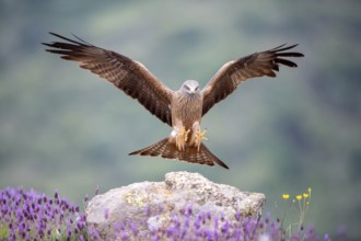 Black Kite (Milvus migrans) landing, Madrid, Spain