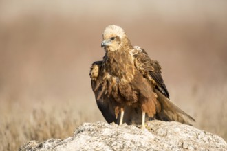 Western Marsh Harrier (Circus aeruginosus) female, Castile-La Mancha, Spain
