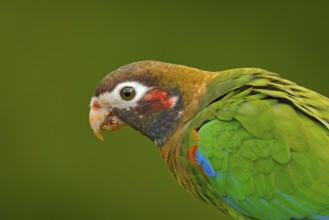 Detail of parrot head. Brown-hooded Parrot, Pionopsitta haematotis, portrait of light green parrot
