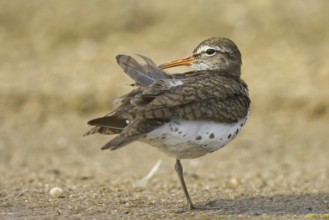 Spotted Sandpiper (Actitis macularius) preening, North Rhine-Westphalia, Germany