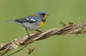 Northern Parula (Setophaga americana), Texas, USA
