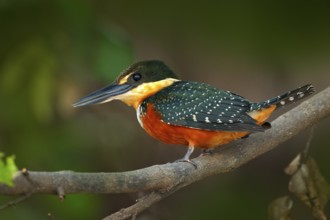 Green-and-rufous Kingfisher, Chloroceryle inda, green and orange bird sitting on tree branch, bird