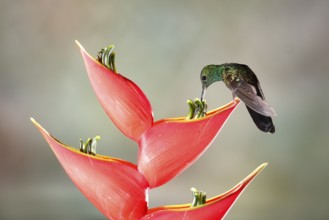Bronze-tailed Plumeleteer (Chalybura urochrysia) males feeding at flower nectar, Costa Rica