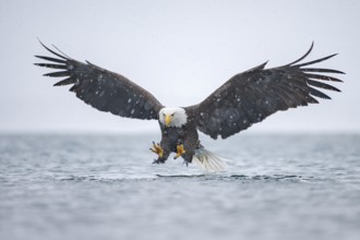 Bald Eagle (Haliaeetus leucocephalus) hunting, Alaska, USA