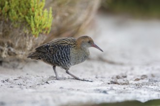Lewin's Rail (Lewinia pectoralis) male, Victoria, Australia