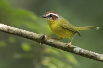 Chestnut-capped Warbler (Basileuterus rufifrons) perched on a branch in Panama