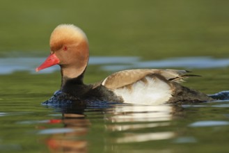 Red-crested Pochard (Netta rufina) male, Brandenburg, Germany