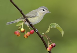 Warbling Vireo (Vireo gilvus), British Columbia, Canada