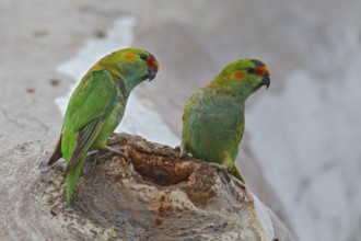 Purple-crowned Lorikeet (Parvipsitta porphyrocephala), Victoria, Australia