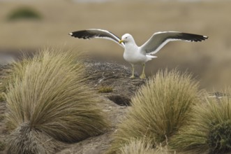 Kelp Gull (Larus dominicanus), New Zealand