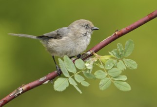 American Bushtit (Psaltriparus minimus), Canada