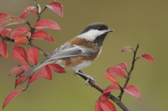 Chestnut-backed Chickadee (Poecile rufescens), British Columbia, Canada