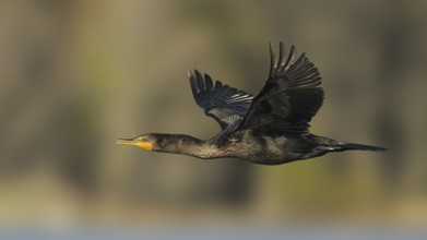 Double-crested Cormorant (Phalacrocorax auritus), Canada
