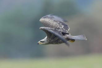 Schwarzmilan; lat. Milvus migrans migrans.; Jungvogel im Flug über einer Wiese