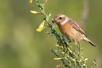 European Stonechat (Saxicola rubicola) female perched on broom with insect in beak, Saxony-Anhalt,