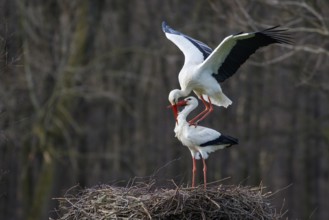 White Stork (Ciconia ciconia) pair mating, North Rhine-Westphalia, Germany