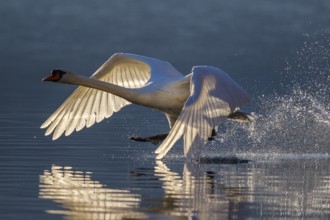 Mute Swan (Cygnus olor) flying, Carinthia, Austria