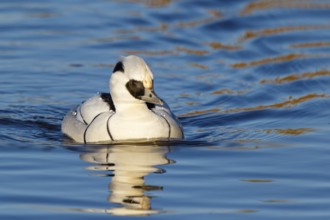Smew (Mergellus albellus) male, Netherlands