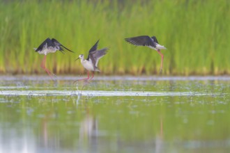 Black-winged Stilt (Himantopus himantopus) group flying, Lazio, Italy