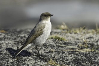 Dark-faced Ground Tyrant (Muscisaxicola maclovianus), Falkland Islands