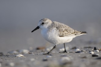 Sanderling (Calidris alba), Sanderling, Altvogel im Schlichtkleid, am Strand der Ostsee, auf
