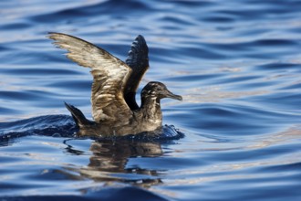 Sooty Shearwater (Ardenna grisea), Eilat, Israel