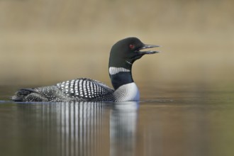 Great Northern Loon (Gavia immer), British Columbia, Canada