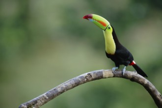 Keel-billed Toucan (Ramphastos sulfuratus), Costa Rica