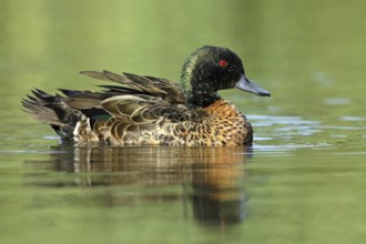 Chestnut Teal (Anas castanea), Victoria, Australia