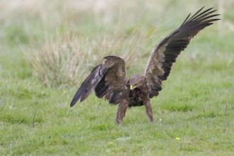 Schreiadler, lat. Aquila pomarina, auf einer Wiese bei der Nahrungssuche mit geöffneten Flügeln