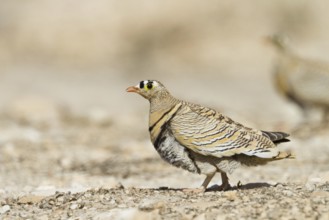 Lichtenstein's Sandgrouse (Pterocles lichtensteinii), Oman