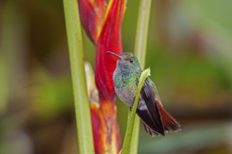 Rufous tailed Hummingbird Amazilia tzacatl San Jose, COSTA RICA 2 November Adult Male Trochilidae