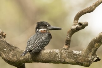 Giant Kingfisher (Megaceryle maxima) male, Gambia