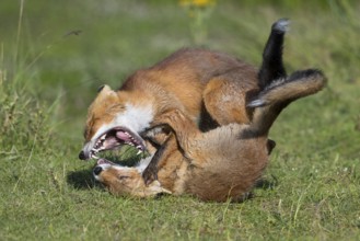 Red Fox (Vulpes vulpes) two young fighting and playing in grassland, Netherlands