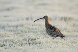 Eurasian Curlew (Numenius arquata), North Rhine-Westphalia, Germany